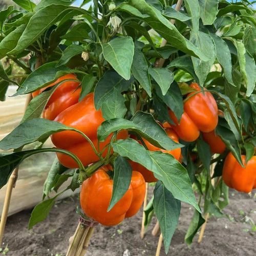 Orange bell peppers growing on a plant with green leaves.