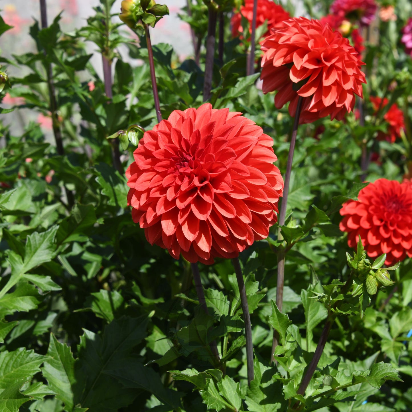 Dahlia 'Hot Shot'