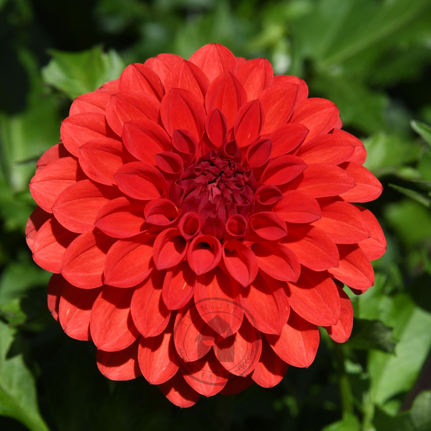 Dahlia 'Hot Shot'
