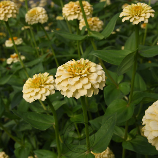 White flowers with green leaves in a garden setting