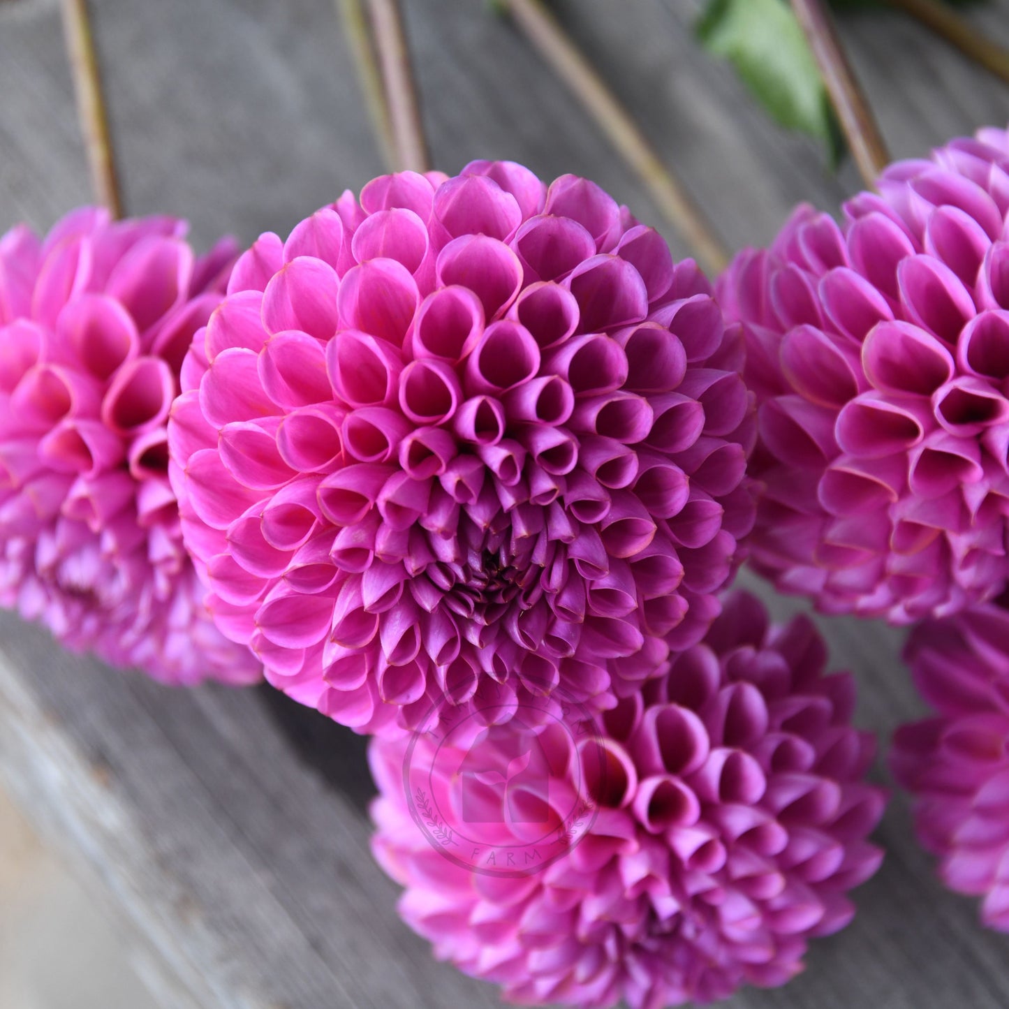 Dahlia 'Isobel'