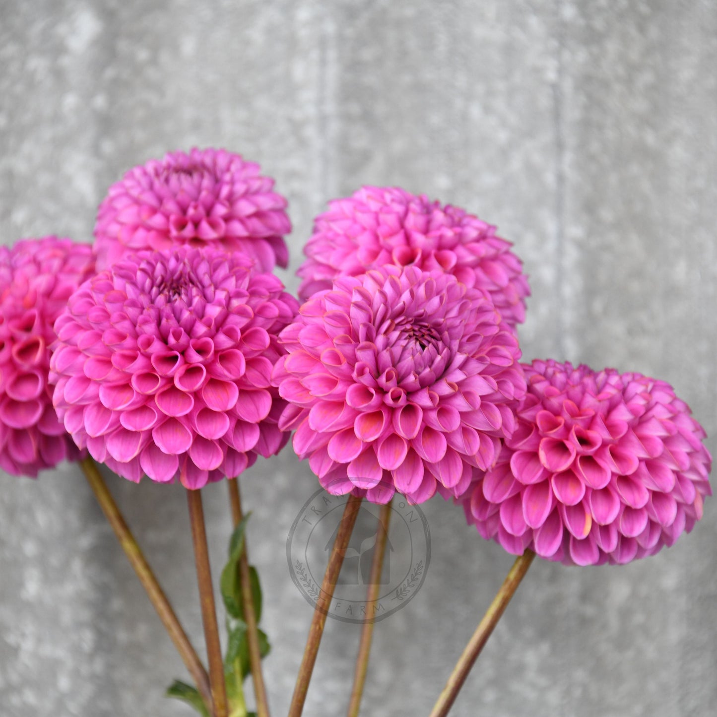 Dahlia 'Isobel'