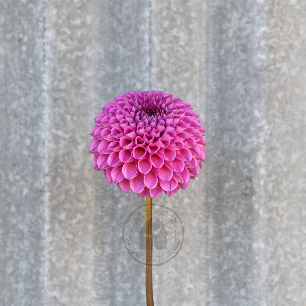 Dahlia 'Isobel'