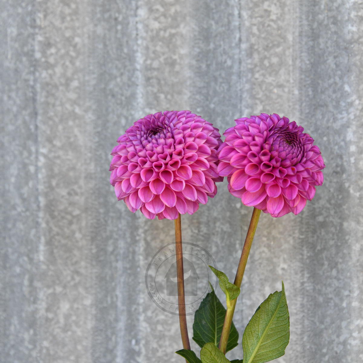 Dahlia 'Isobel'