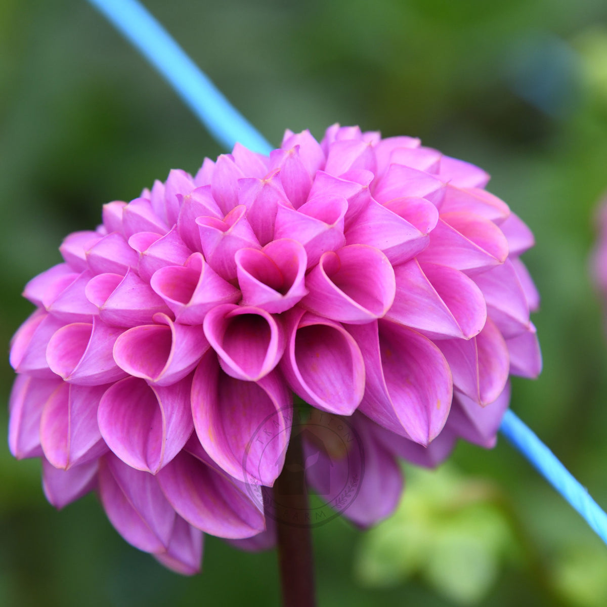 Dahlia 'Isobel'