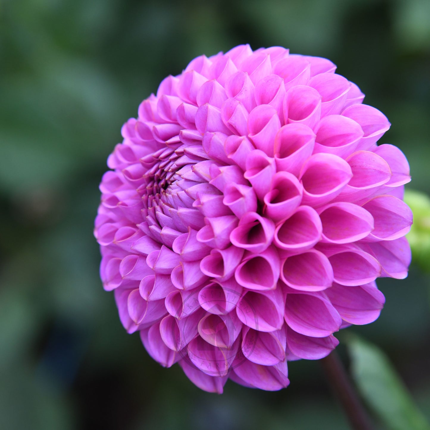Dahlia 'Isobel'