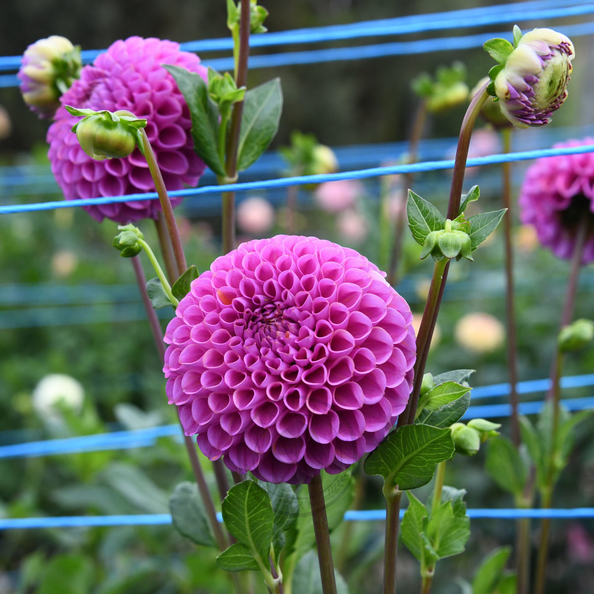 Dahlia 'Isobel'