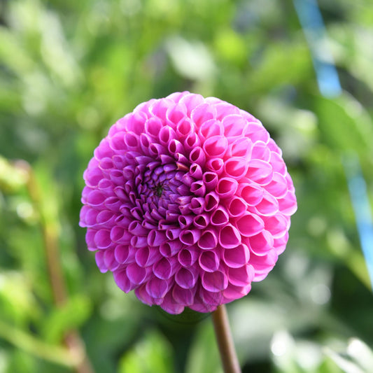 Dahlia 'Isobel'