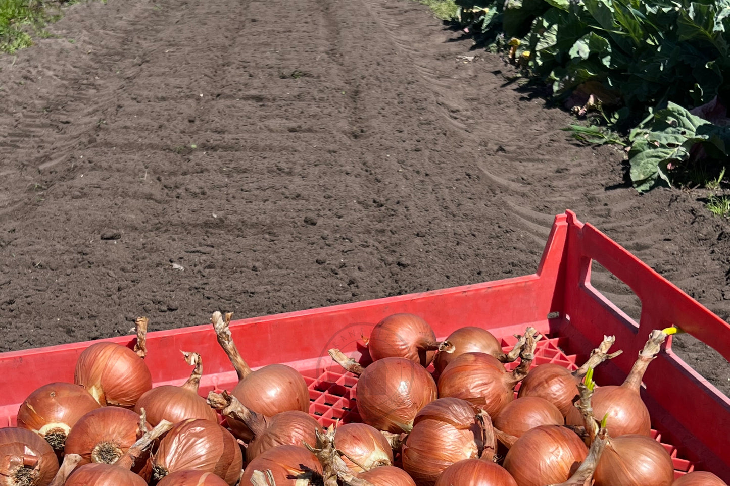 Onion 'Italian Long Keeper'