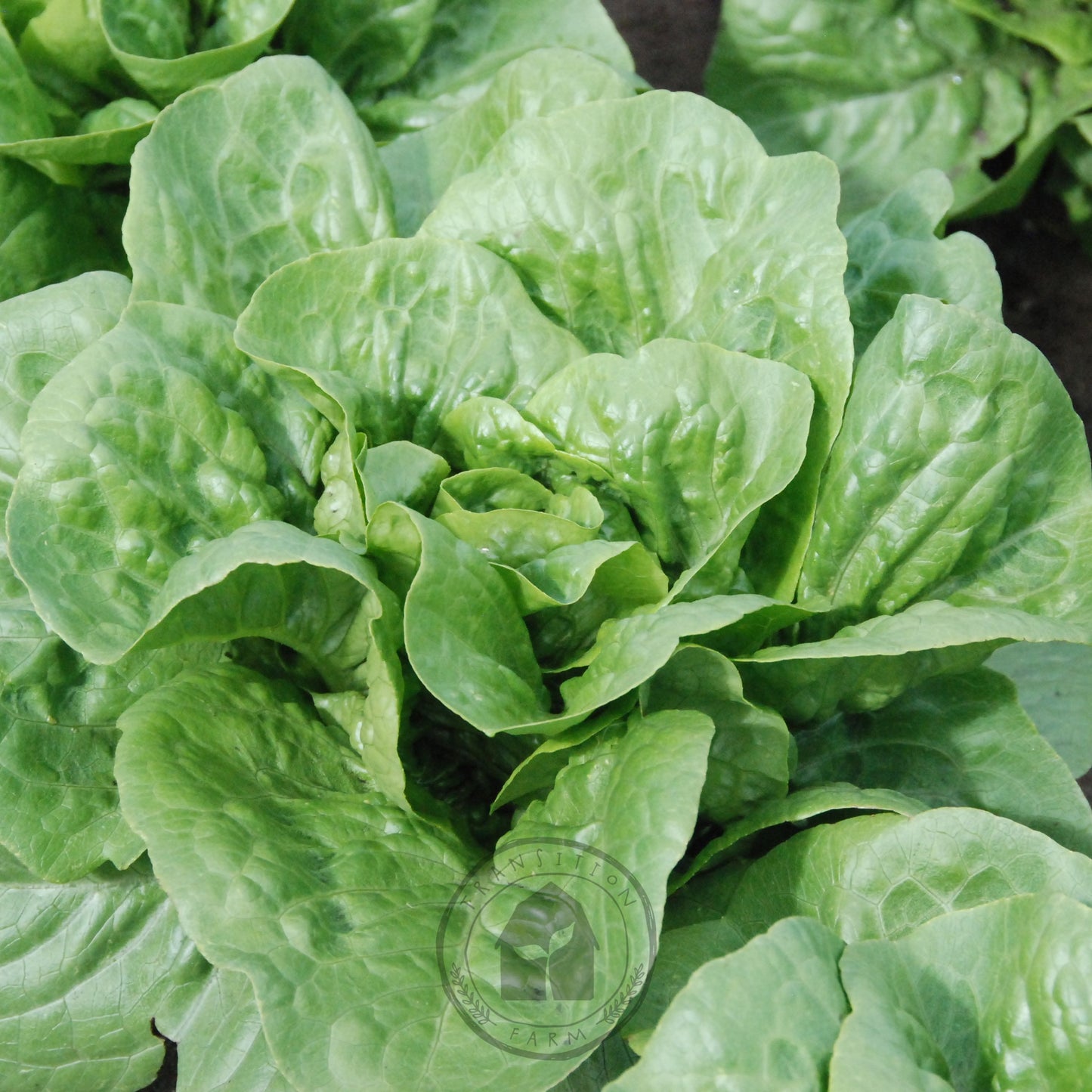 Close-up of a green leafy vegetable with a visible brand logo.