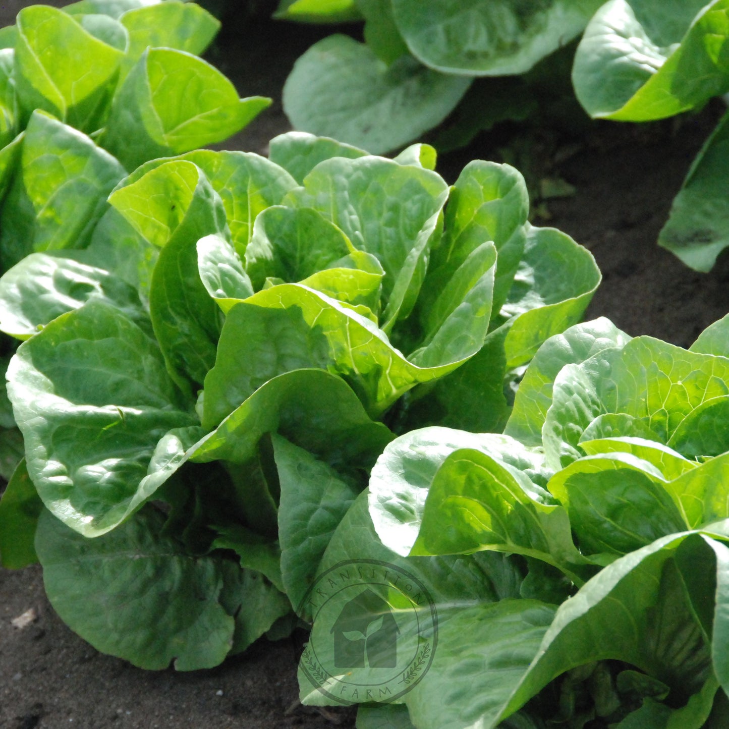 Close-up of green leafy vegetables growing in a garden