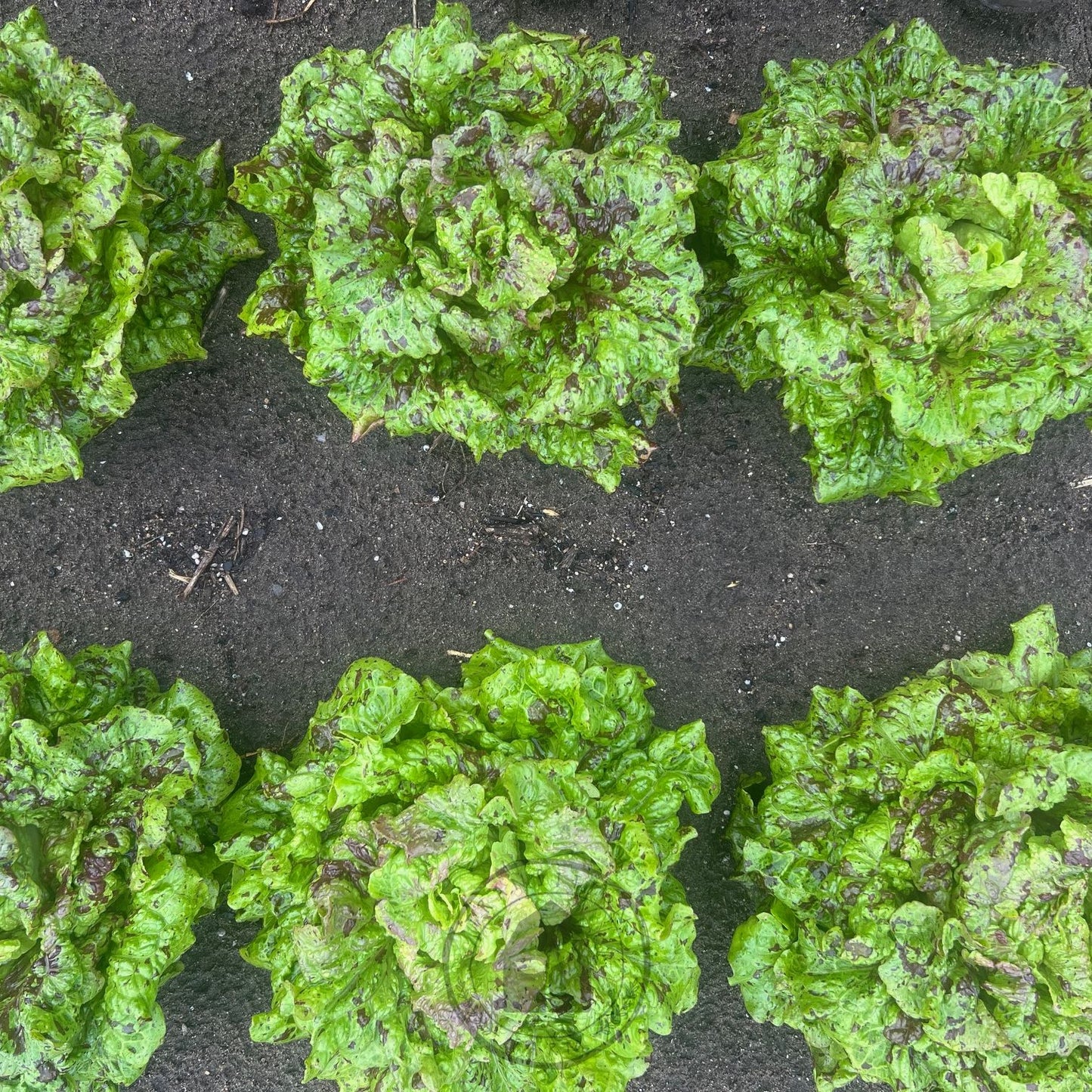 Lettuce Crisphead 'Joker'