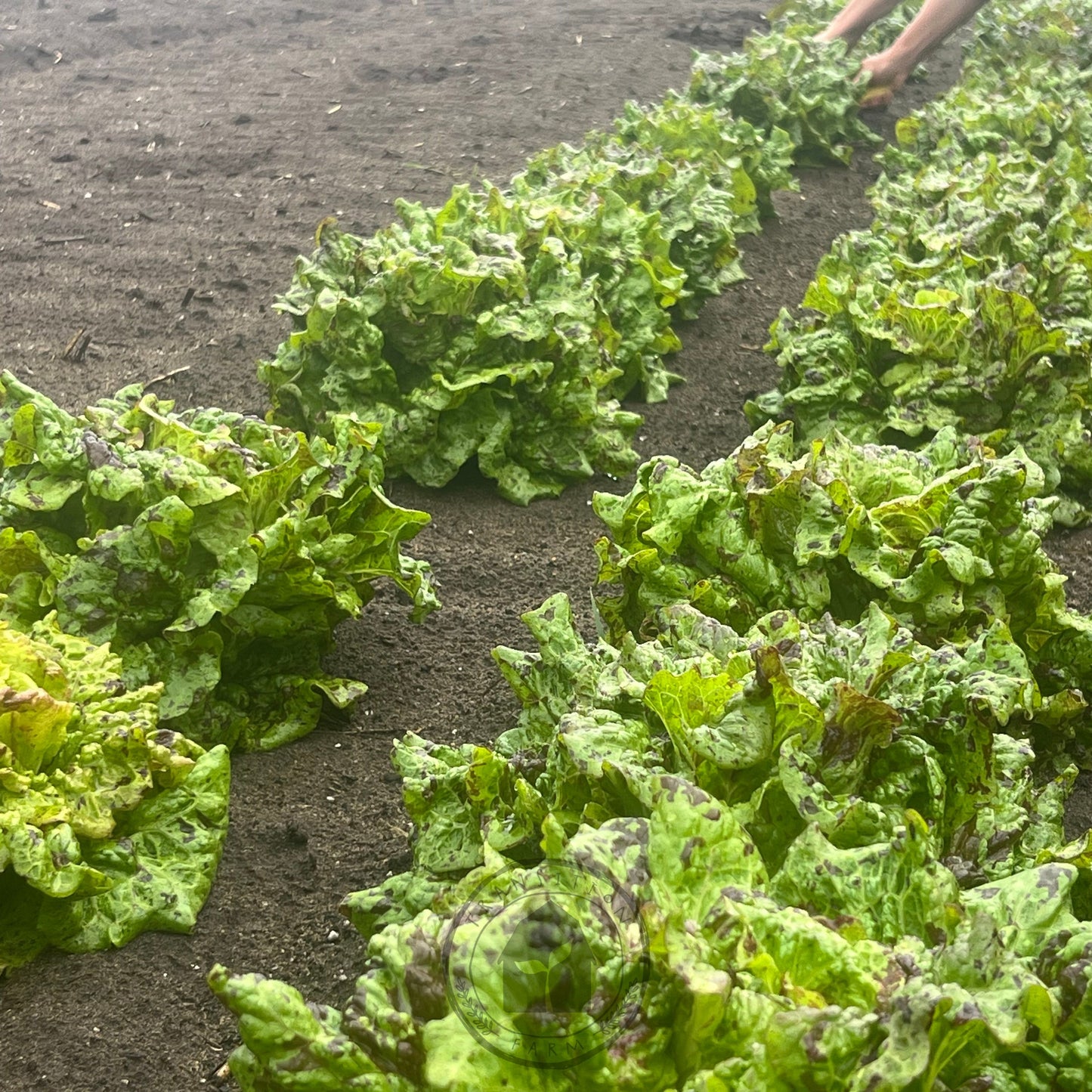 Lettuce Crisphead 'Joker'