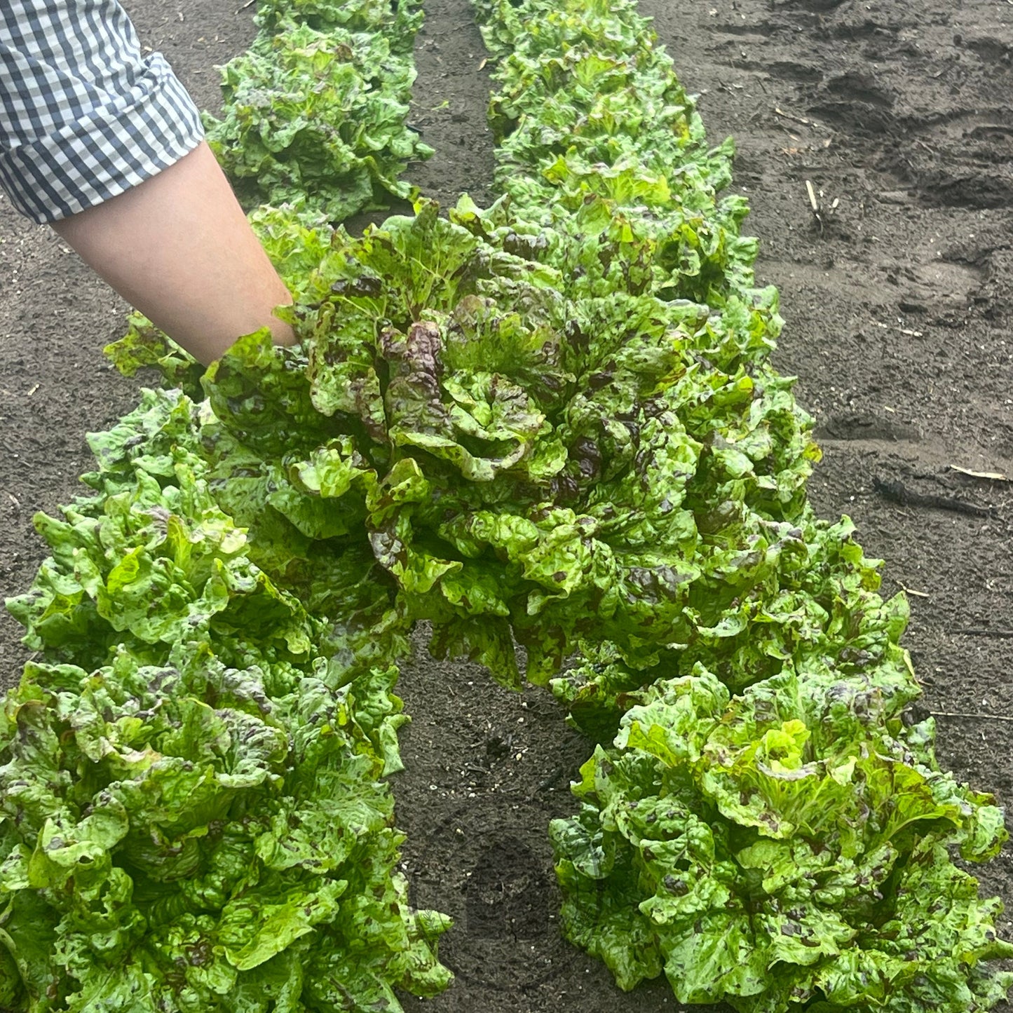 Lettuce Crisphead 'Joker'