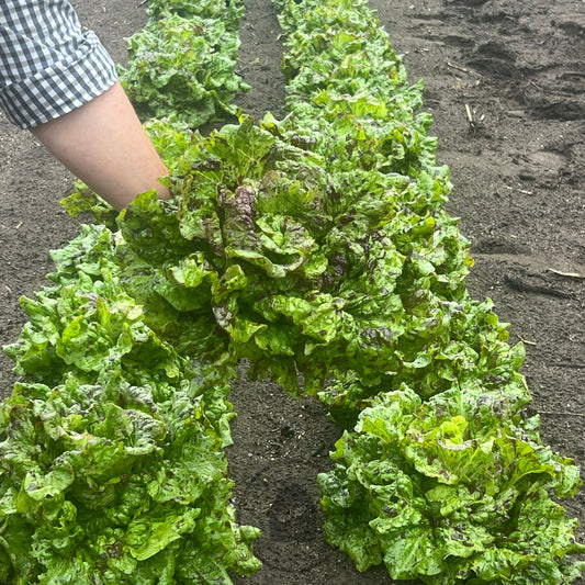 Lettuce Crisphead 'Joker'