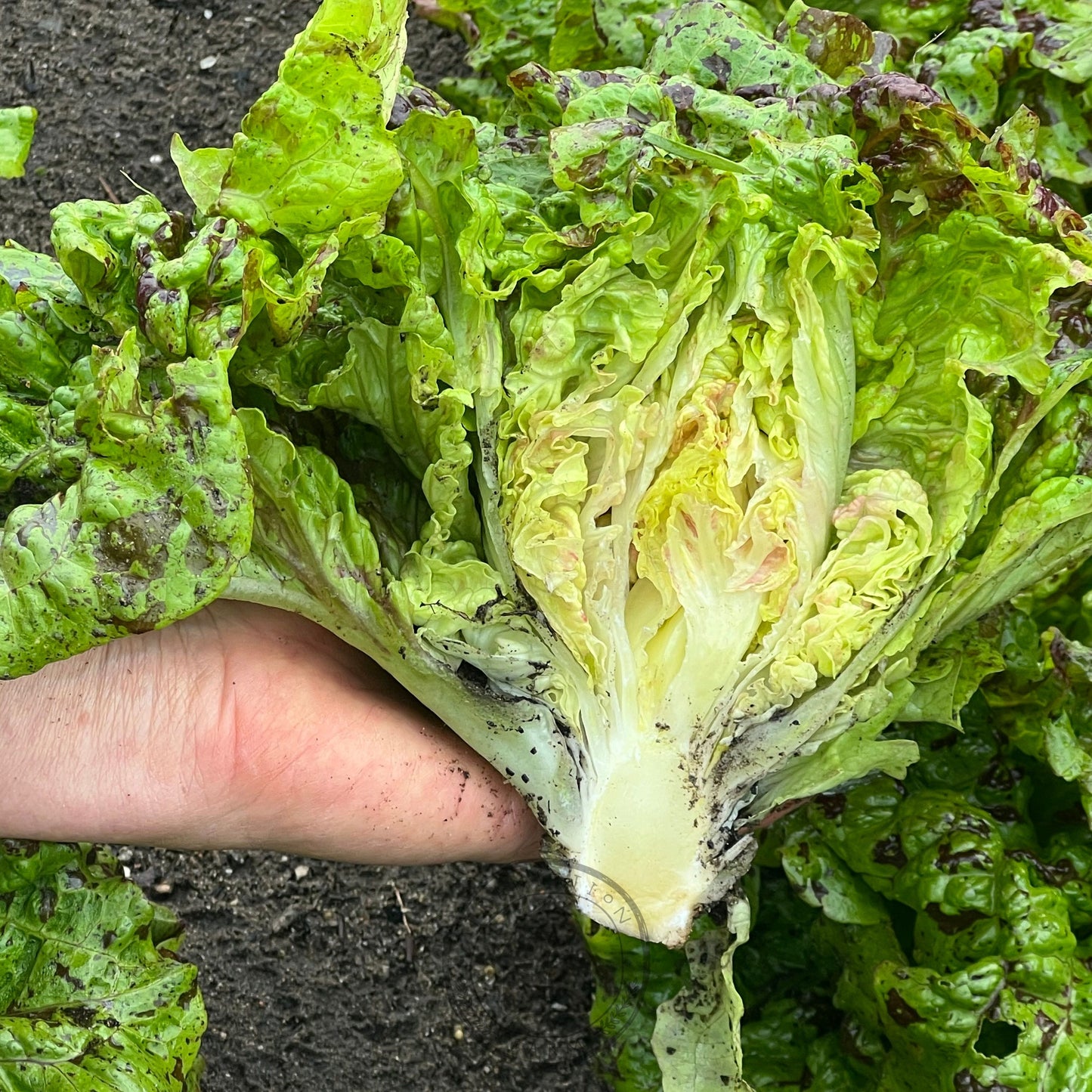 Lettuce Crisphead 'Joker'