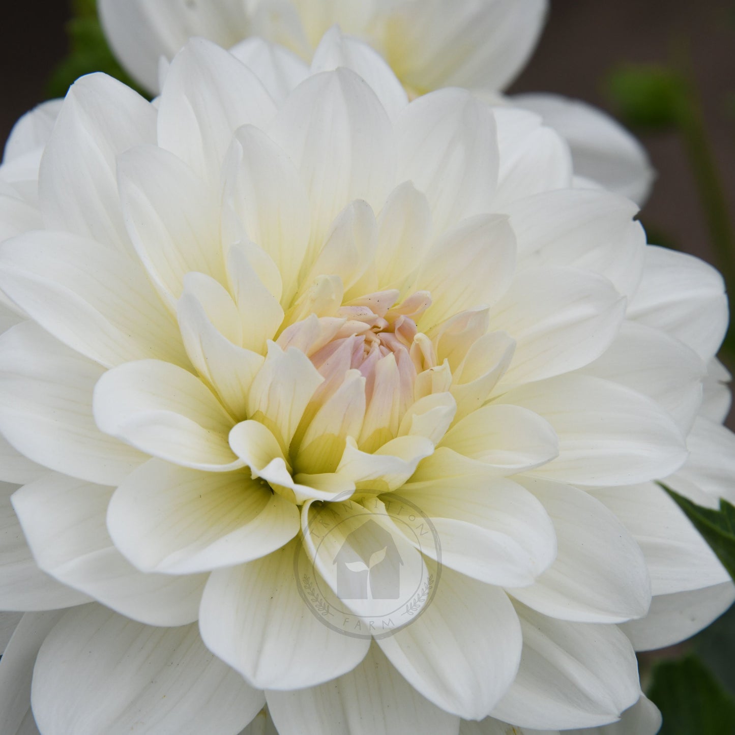 Dahlia 'Joy Burkitt'