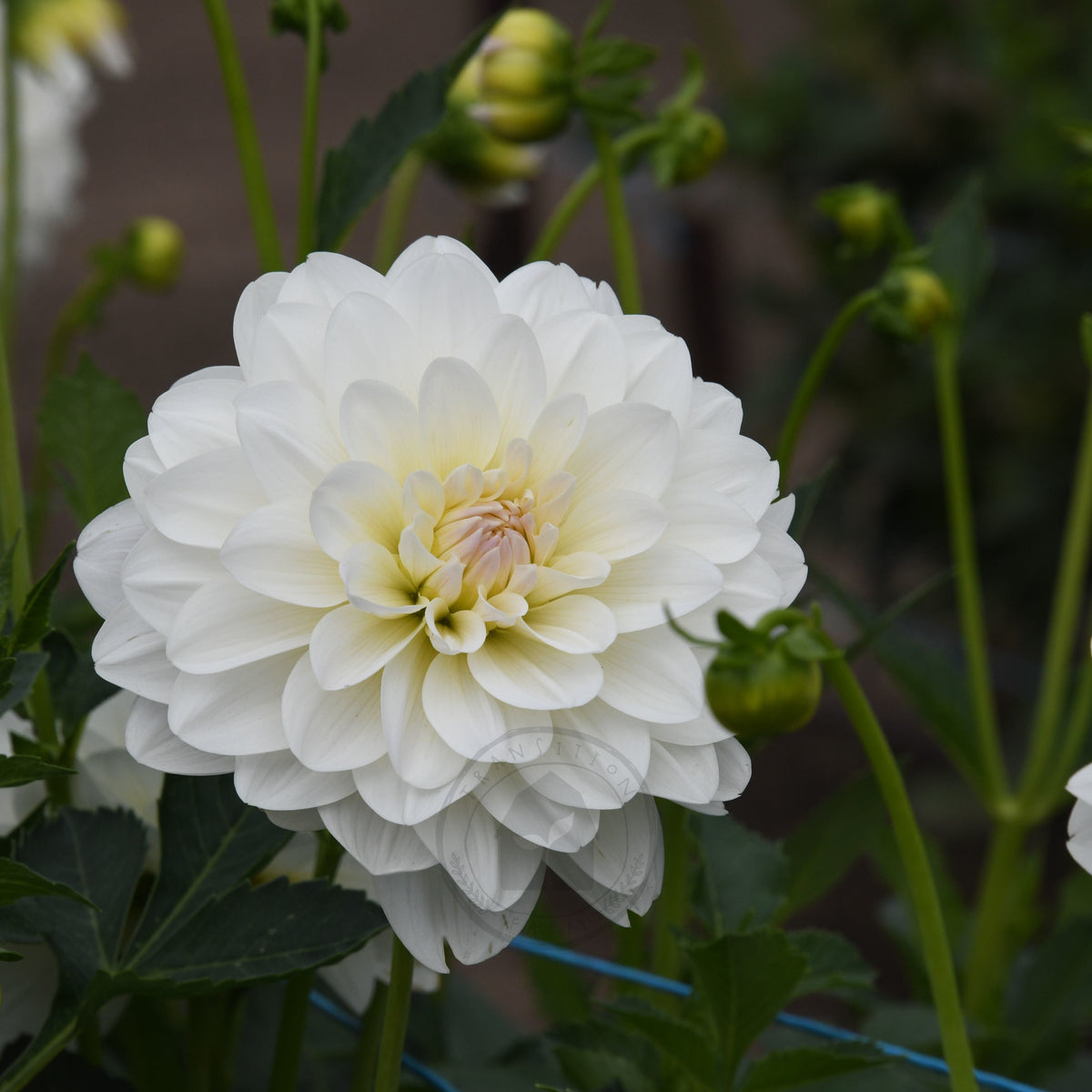 Dahlia 'Joy Burkitt'