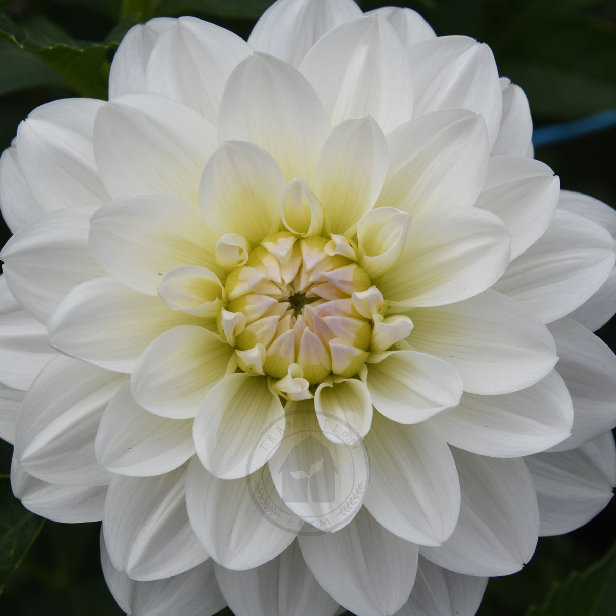 Dahlia 'Joy Burkitt'