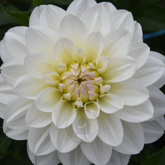Dahlia 'Joy Burkitt'