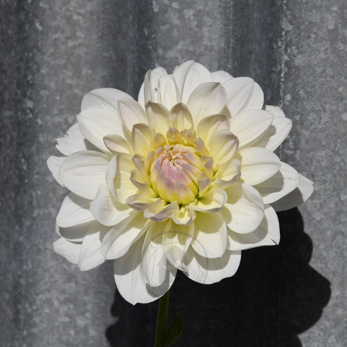 Dahlia 'Joy Burkitt'