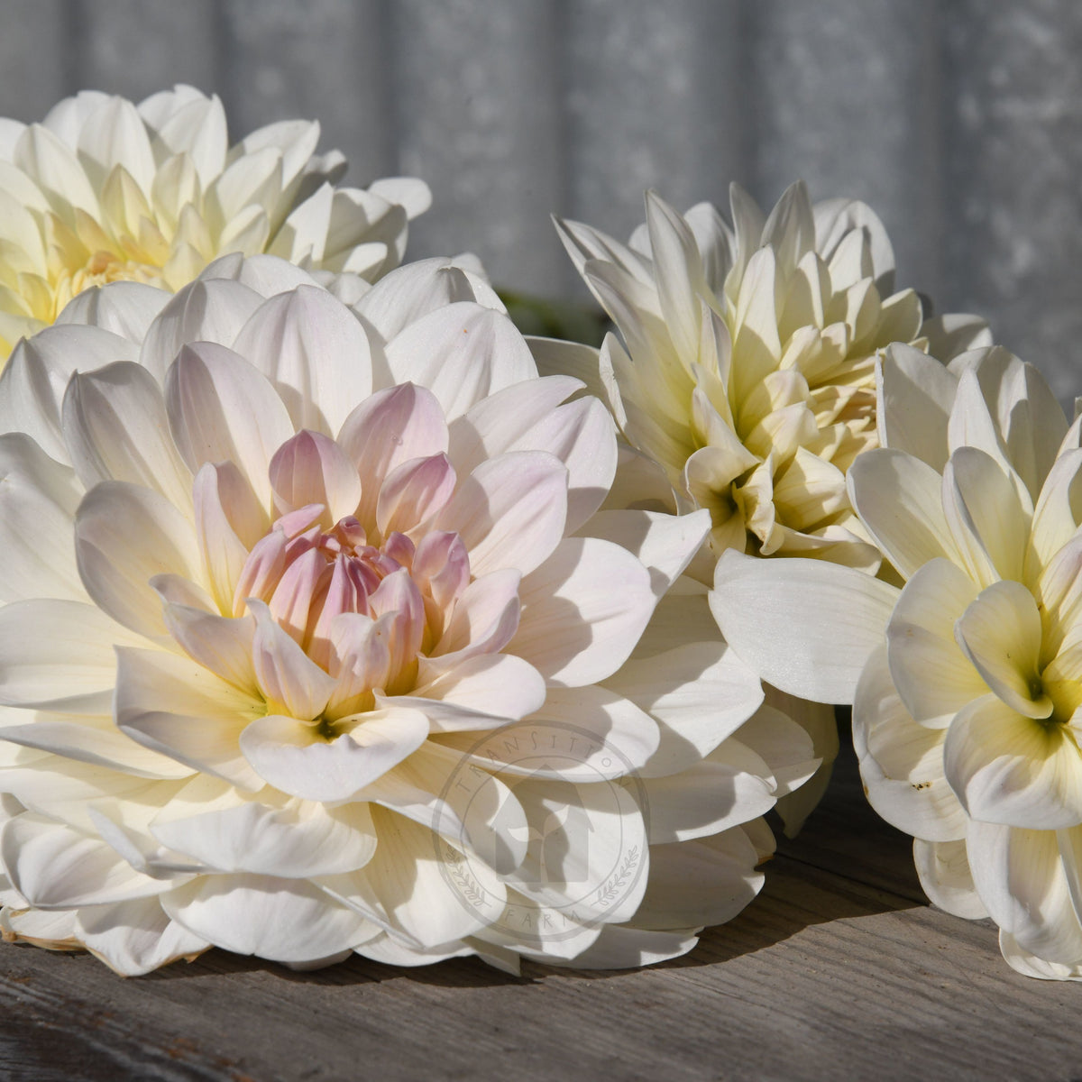 Dahlia 'Joy Burkitt'