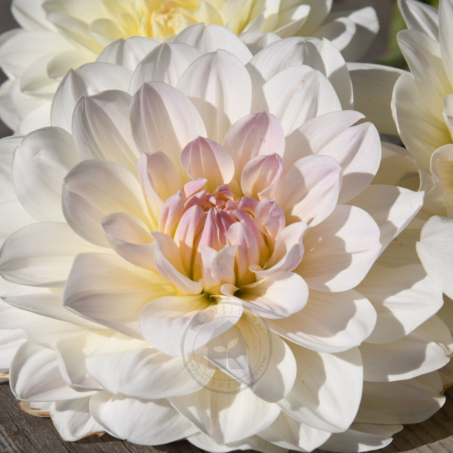 Dahlia 'Joy Burkitt'