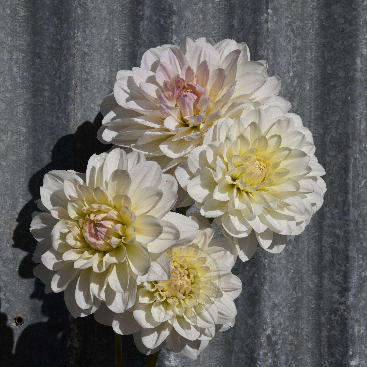 Dahlia 'Joy Burkitt'