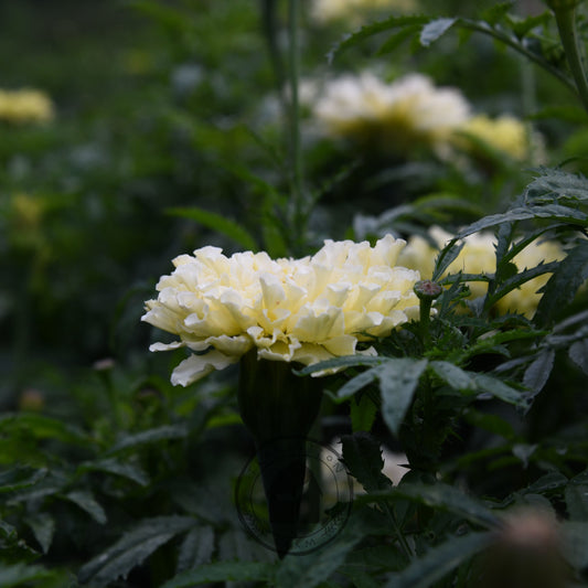 Marigold 'Kilimanjaro White'