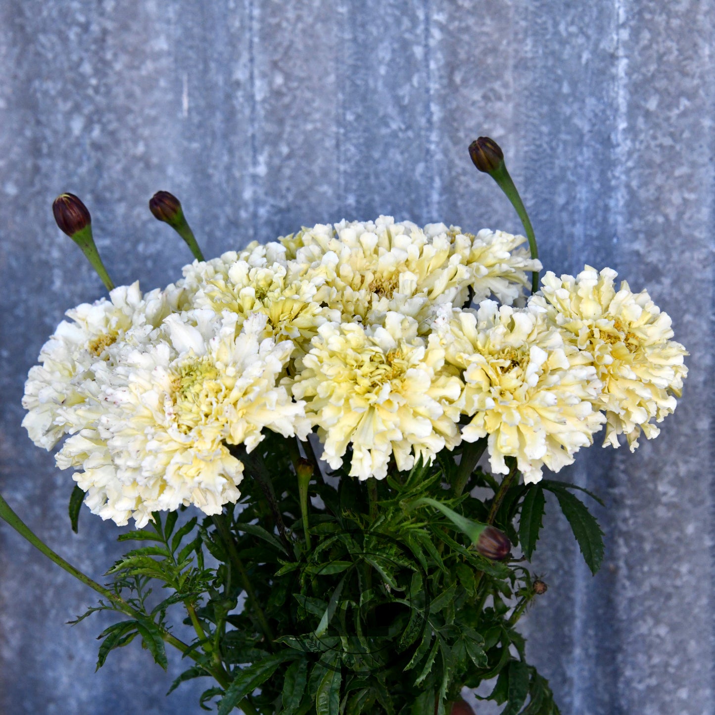 Marigold 'Kilimanjaro White'