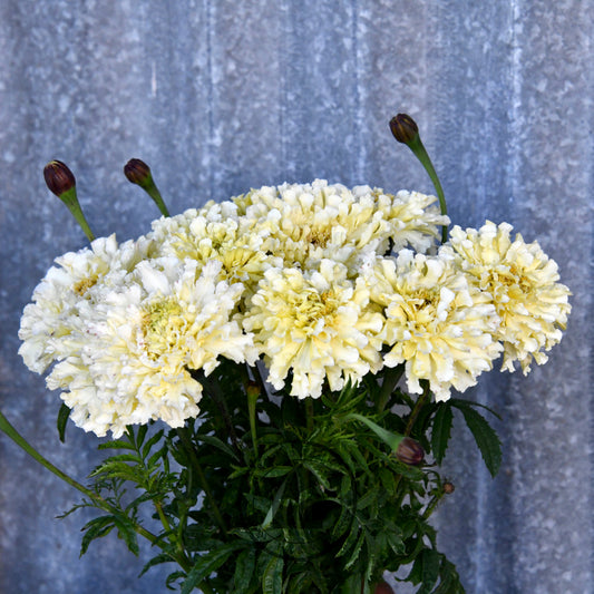 Marigold 'Kilimanjaro White'