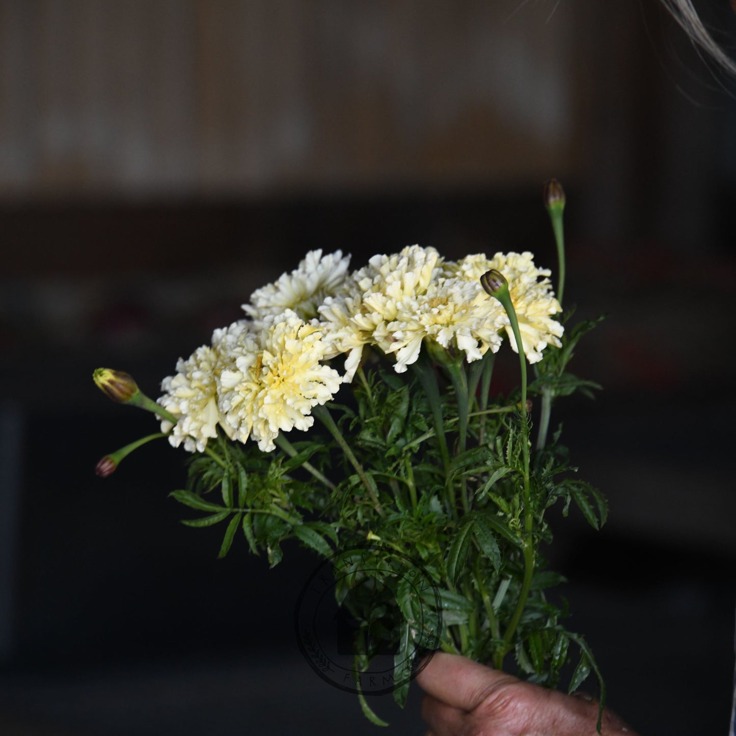 Marigold 'Kilimanjaro White'
