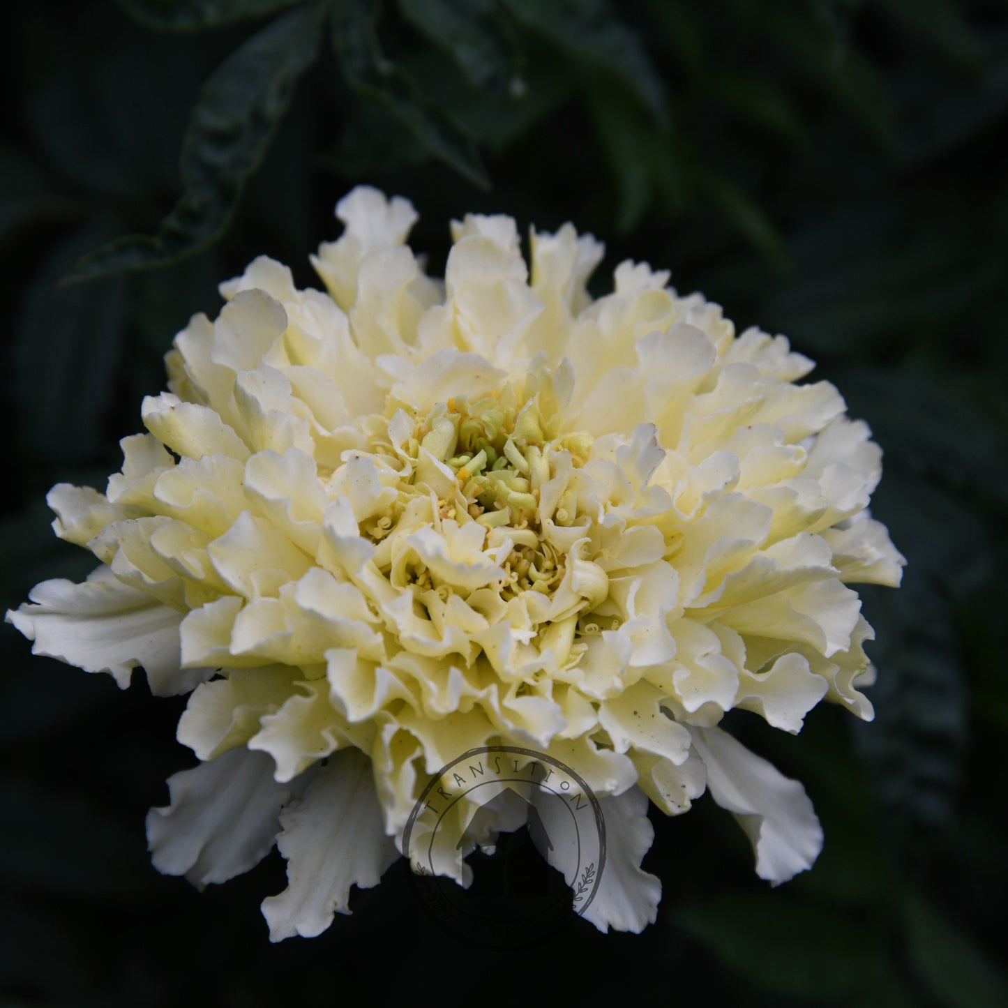 Marigold 'Kilimanjaro White'