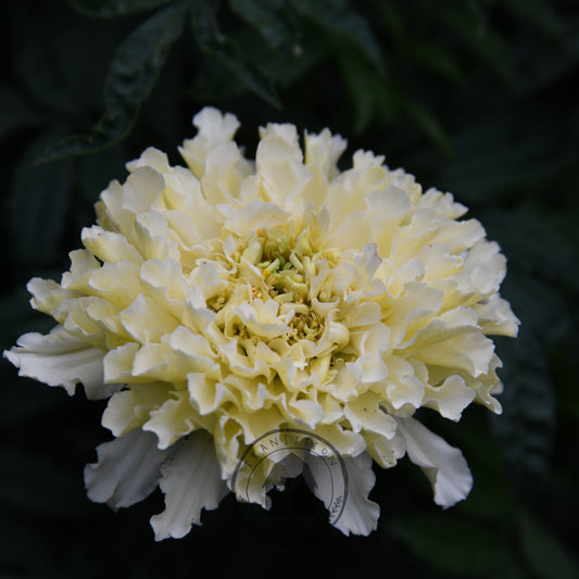 Marigold 'Kilimanjaro White'