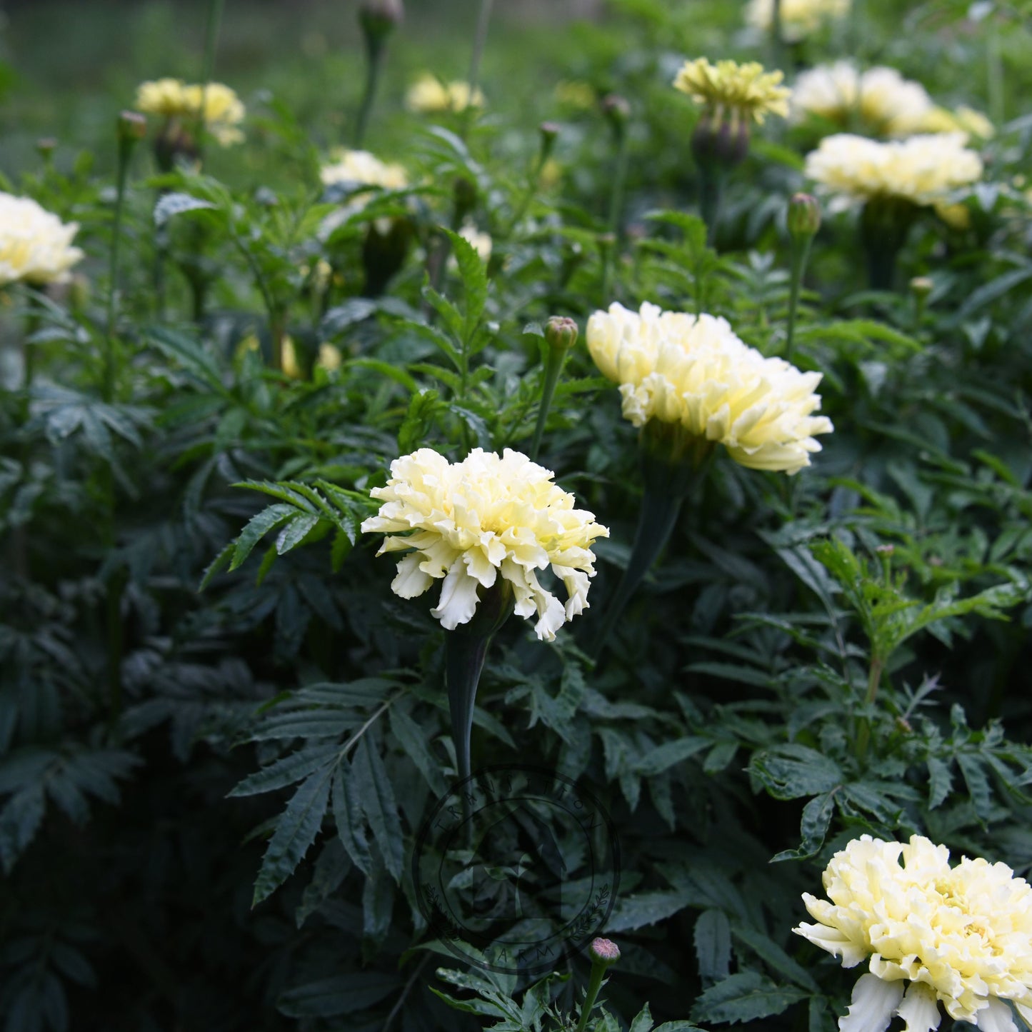 Marigold 'Kilimanjaro White'