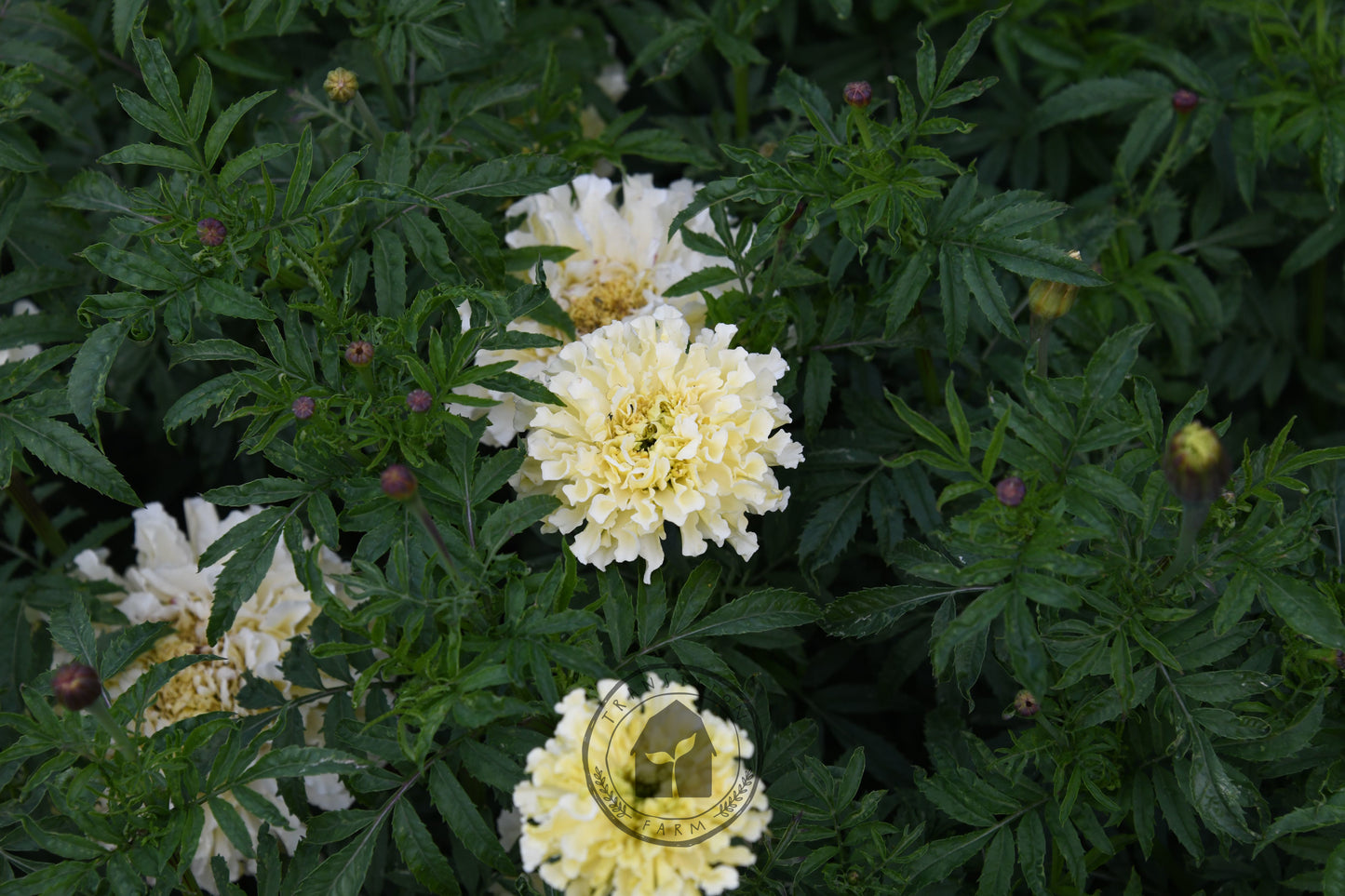 Marigold 'Kilimanjaro White'