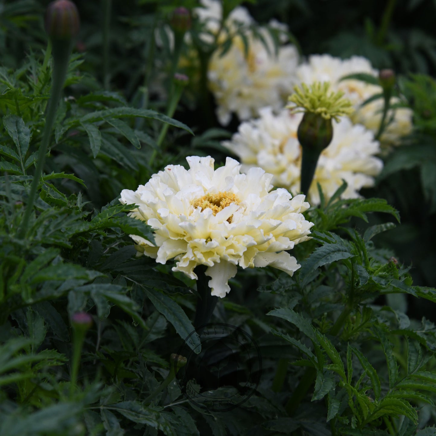 Marigold 'Kilimanjaro White'