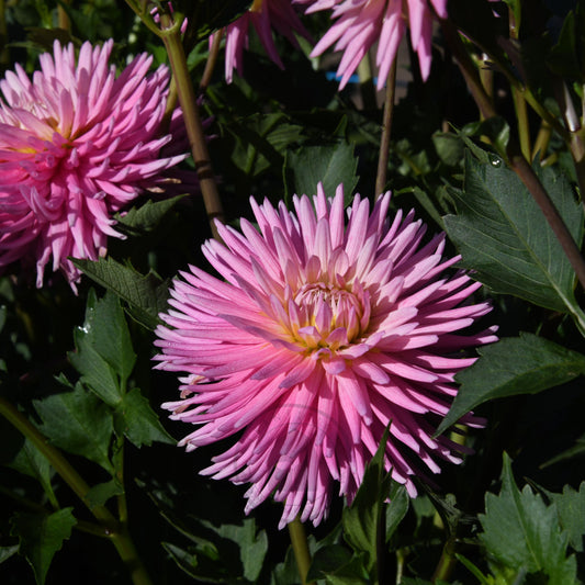 Dahlia 'Kismet' (Buy 4 Get 1 Free)