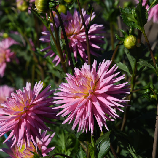 Dahlia 'Kismet' (Buy 4 Get 1 Free)