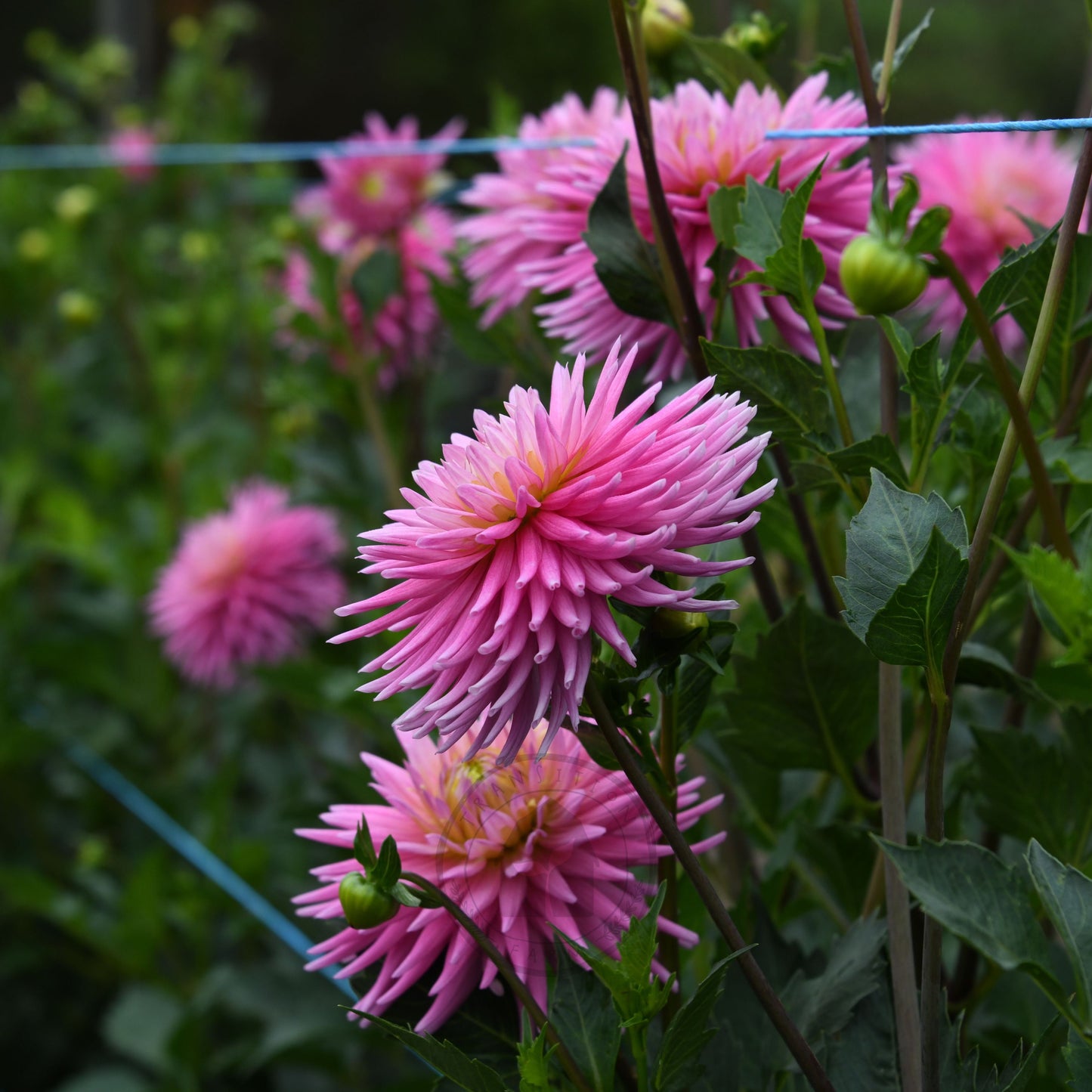 Dahlia 'Kismet' (Buy 4 Get 1 Free)