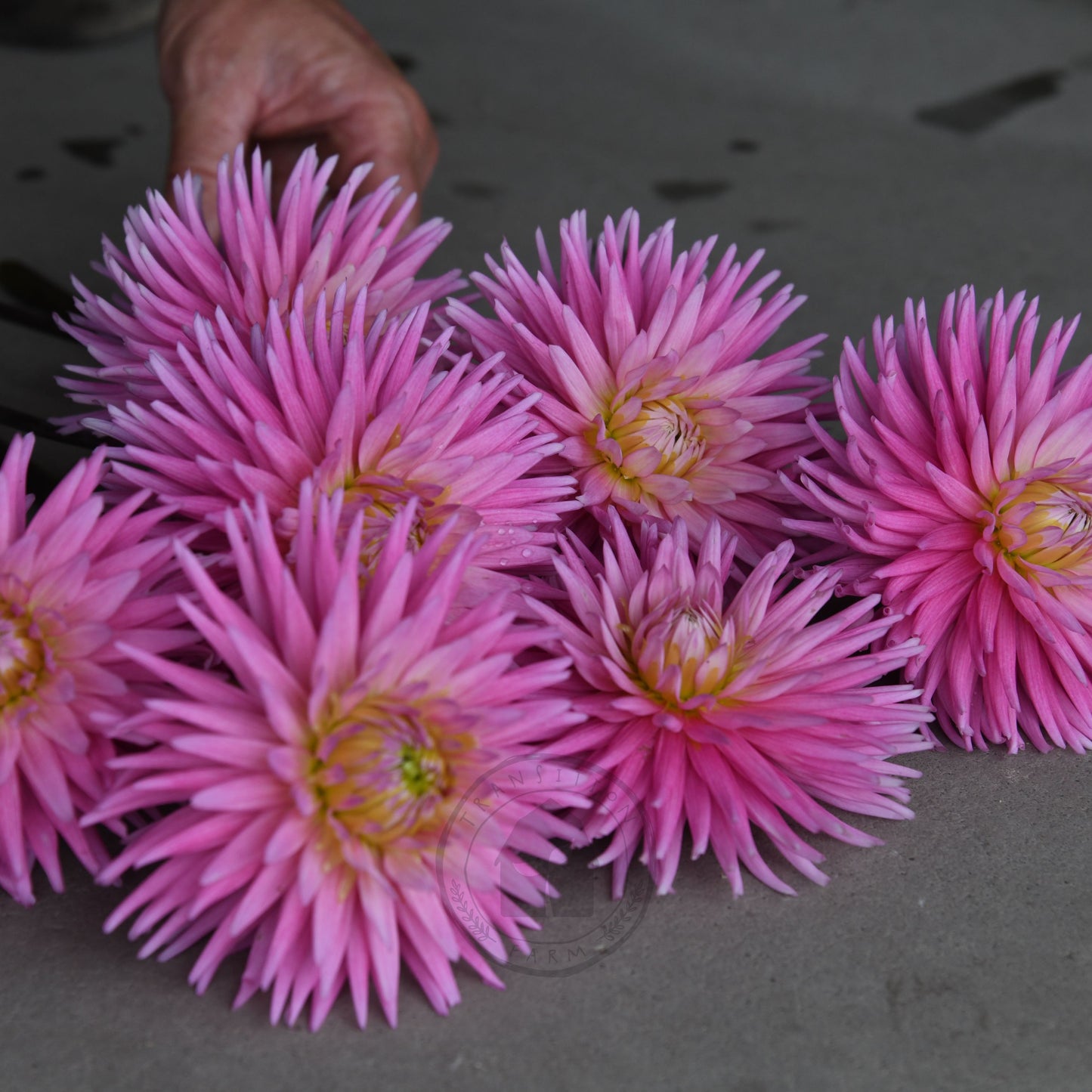 Dahlia 'Kismet' (Buy 4 Get 1 Free)