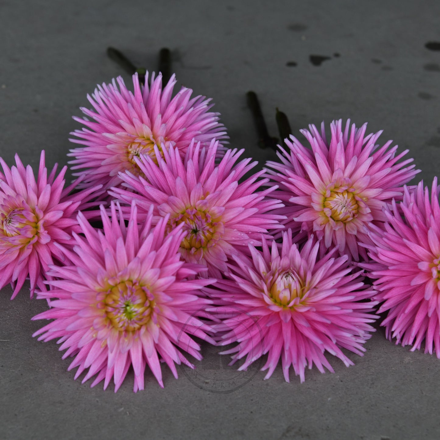 Dahlia 'Kismet' (Buy 4 Get 1 Free)