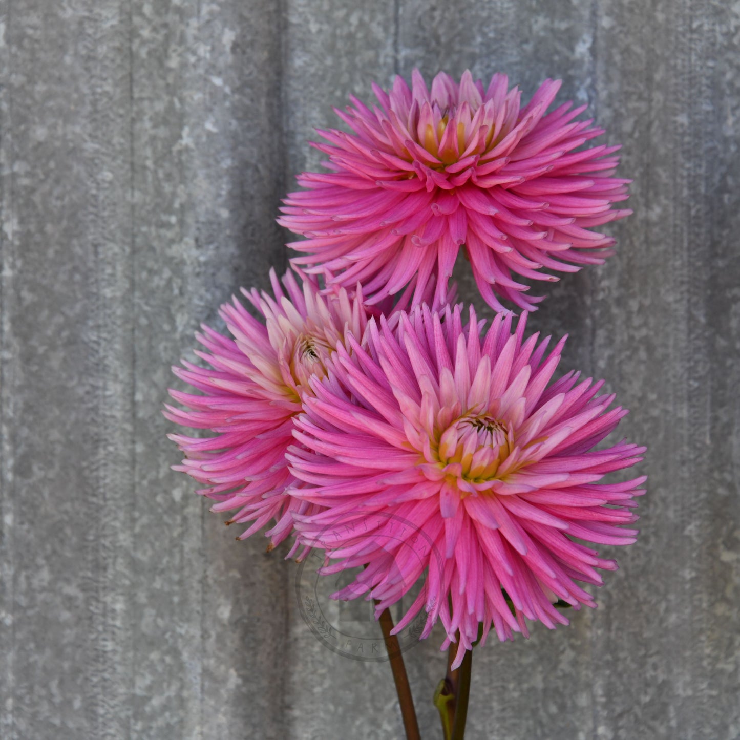 Dahlia 'Kismet' (Buy 4 Get 1 Free)