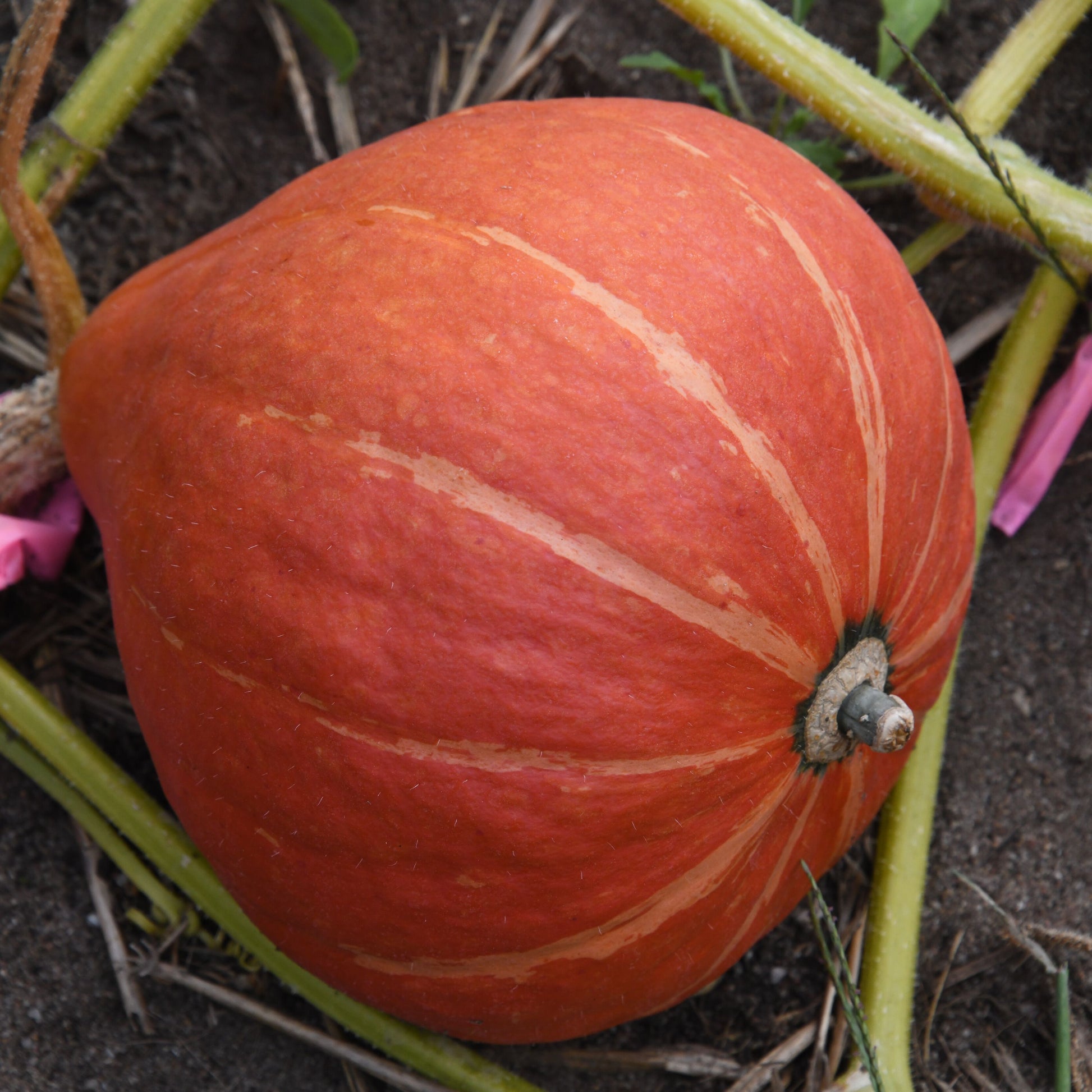 Small pumpkin on a vine with pink ribbons attached, growing in soil.