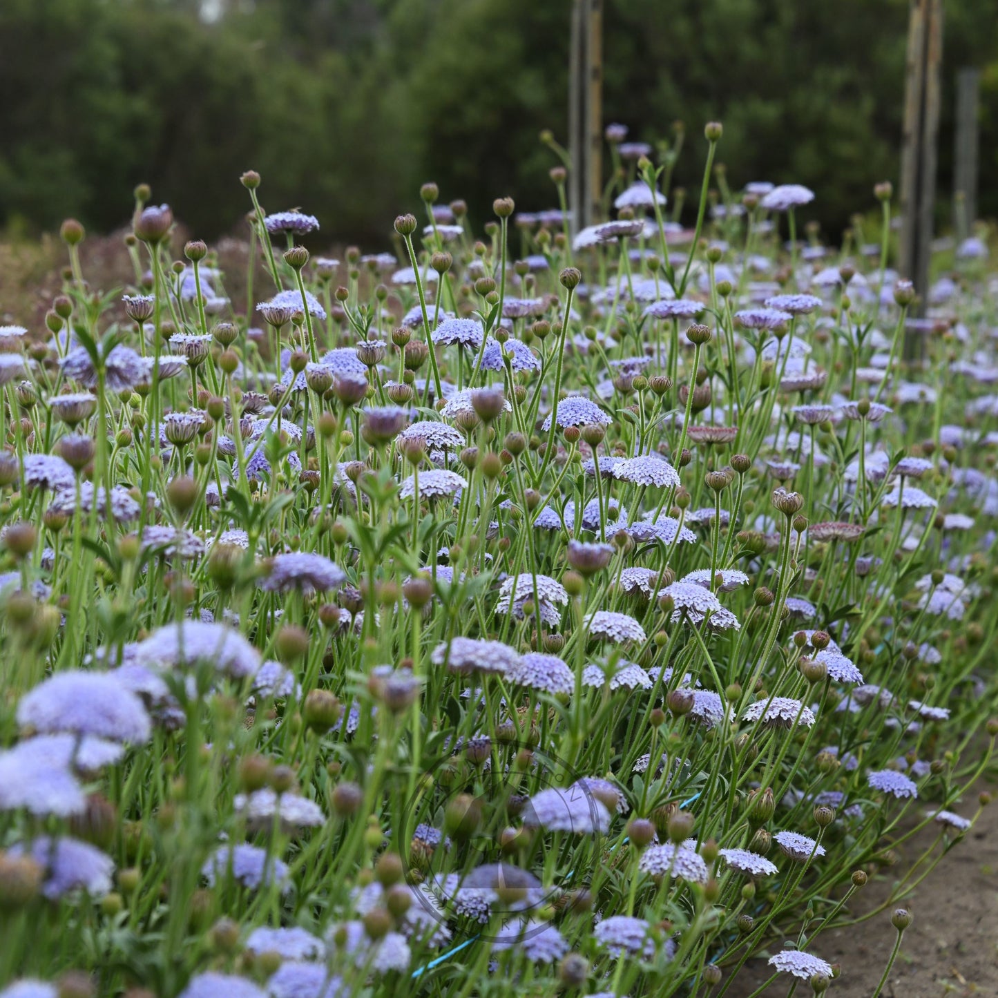 Didiscus 'Lacy Lavender Blue'