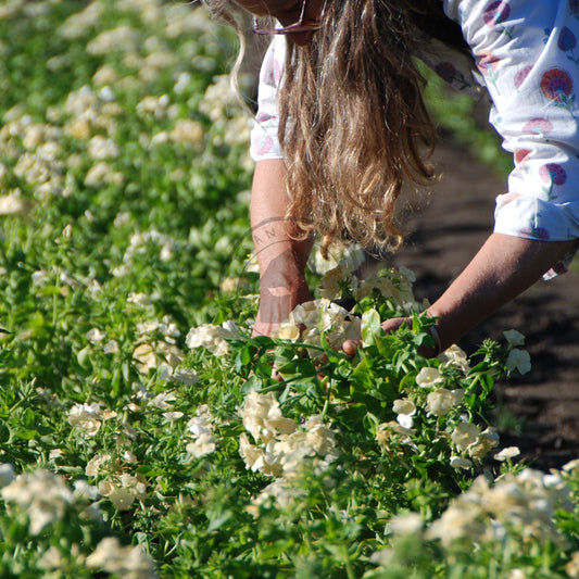 Person harvesting flowers in a field