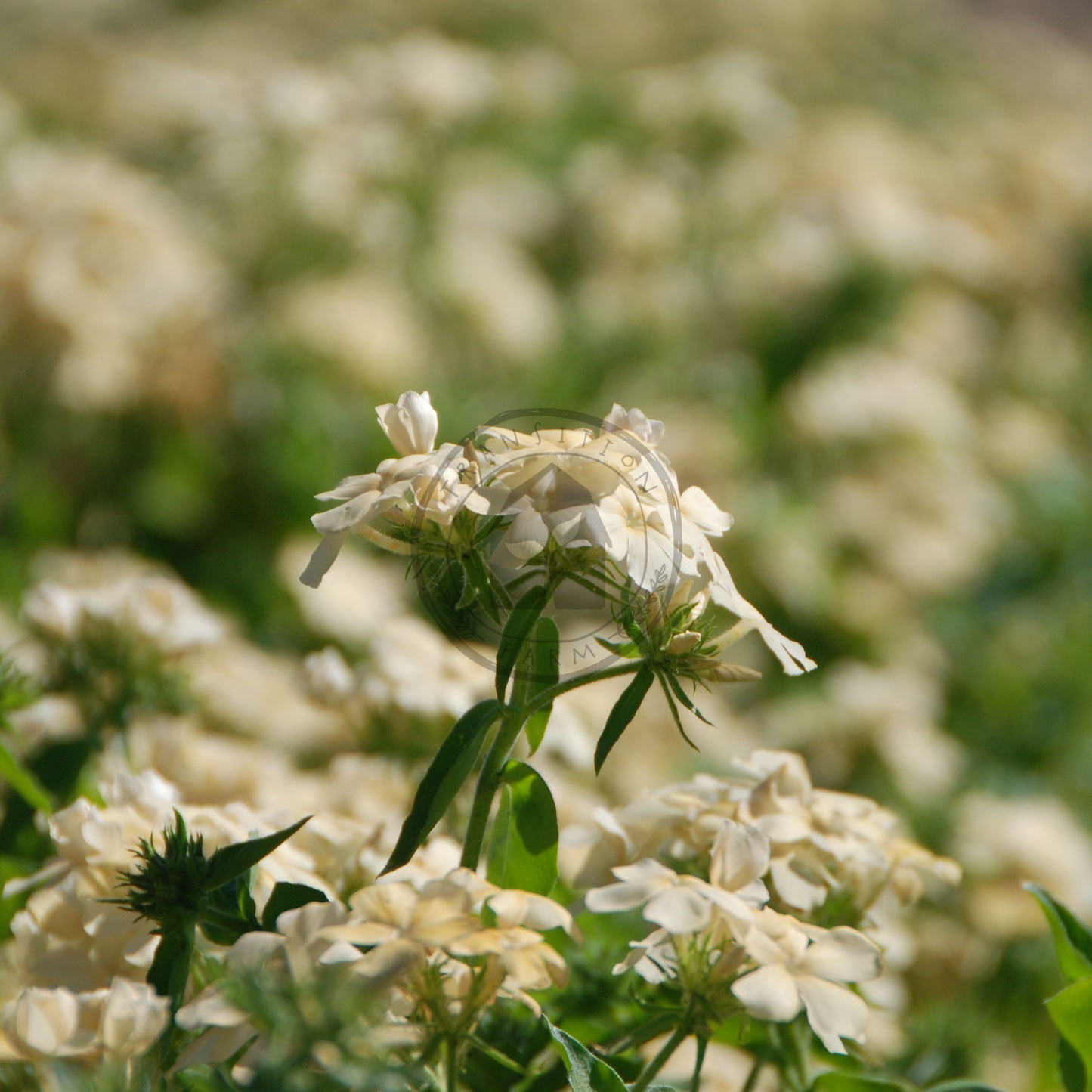 White flowers with green leaves in a field