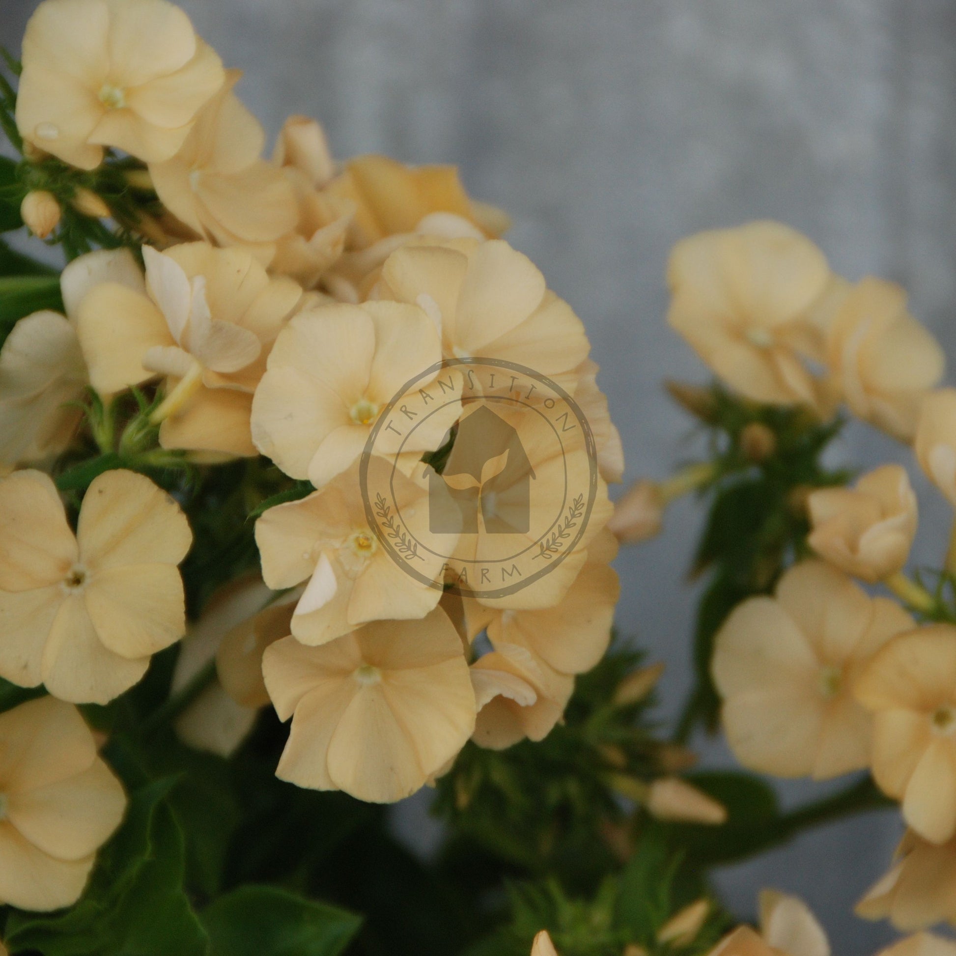 Close-up of yellow flowers with a blurred background