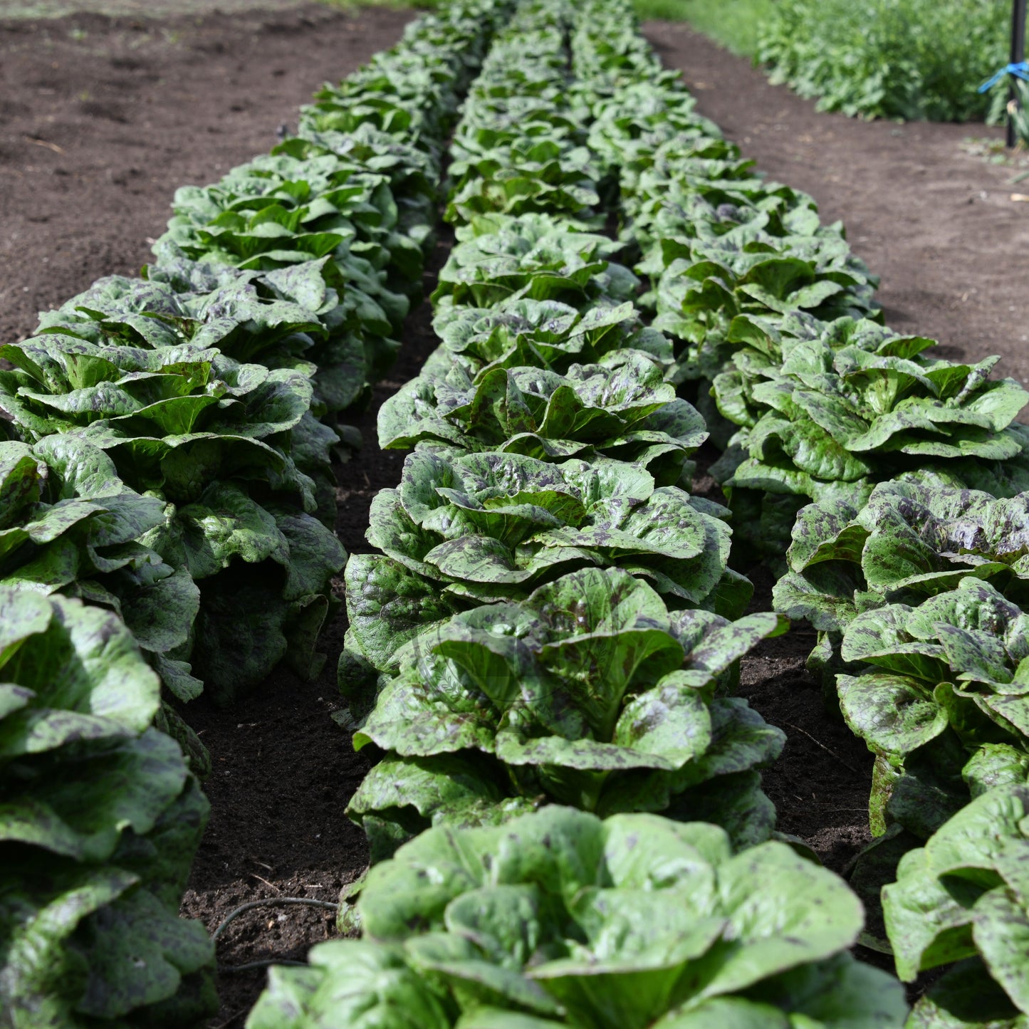 Rows of green leafy vegetables growing in a garden