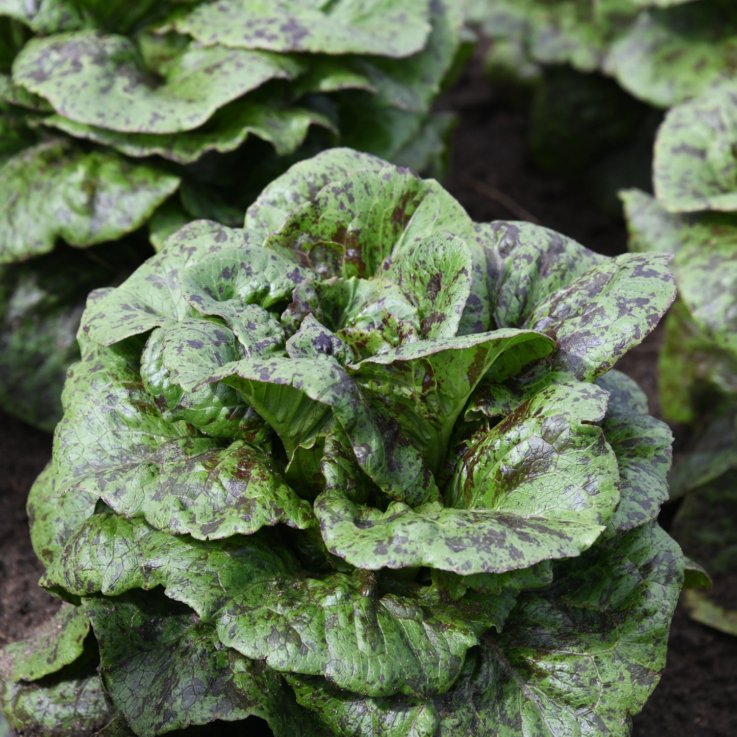Close-up of a head of green lettuce with dark spots on a dark background